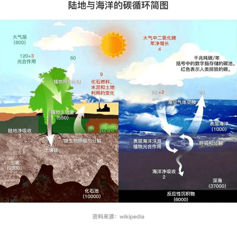 林业碳汇